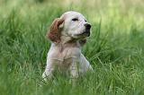 SETTER ANGLAIS 249